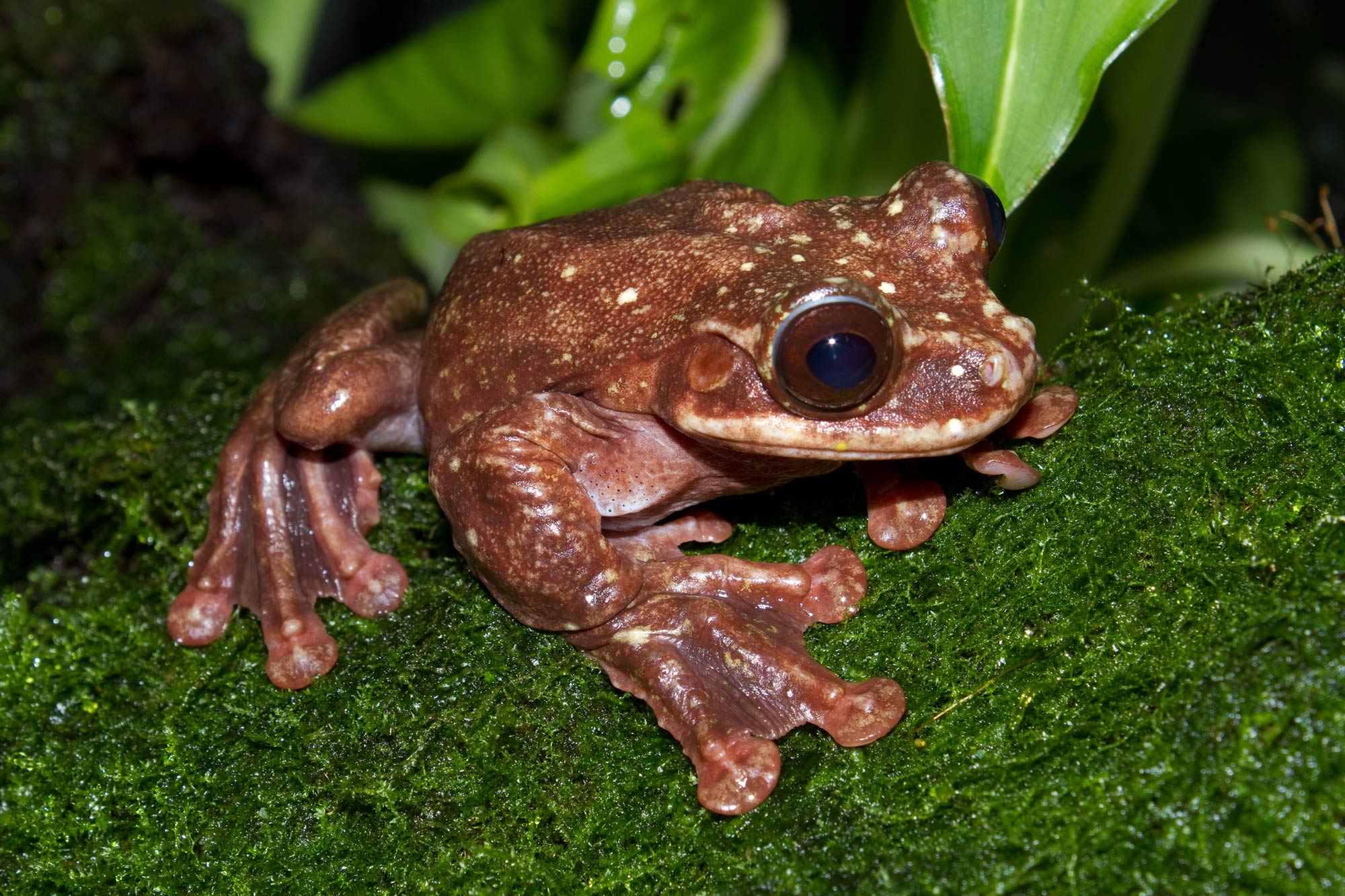 Vet Successfully Sews One Stitch in Tiny Tree Frog Whose Lung Was Exposed,  Loving 'all Creatures Great and Small' - Happy News